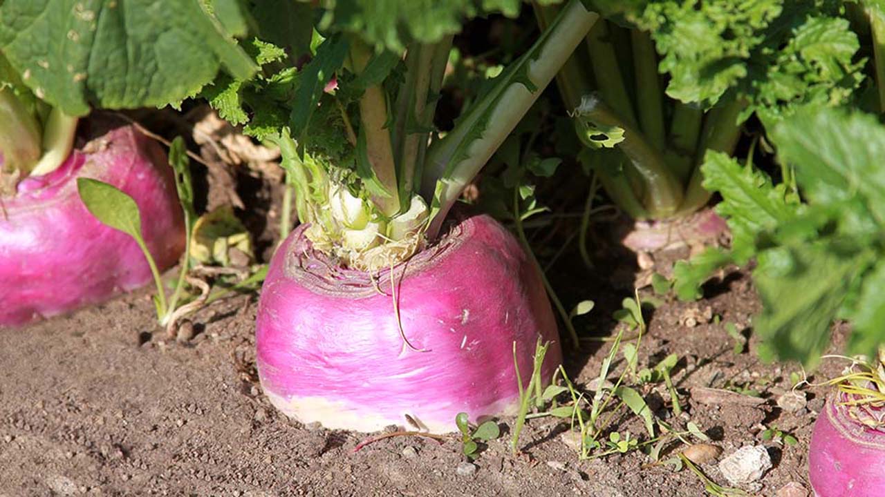 turnip vegetable  plant growing in the garden