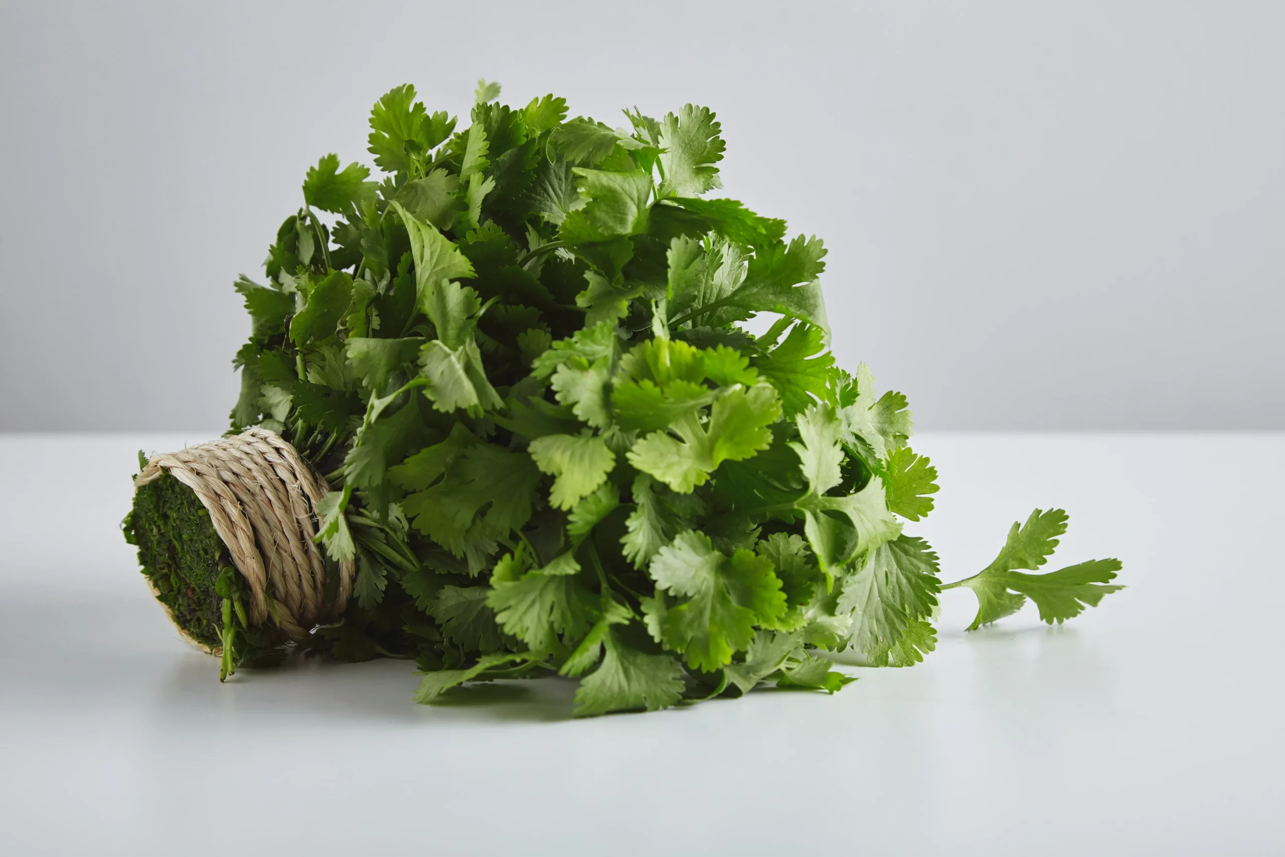 batch-fresh-parsley-cilantro-tied-with-craft-rope-isolated-whte-table