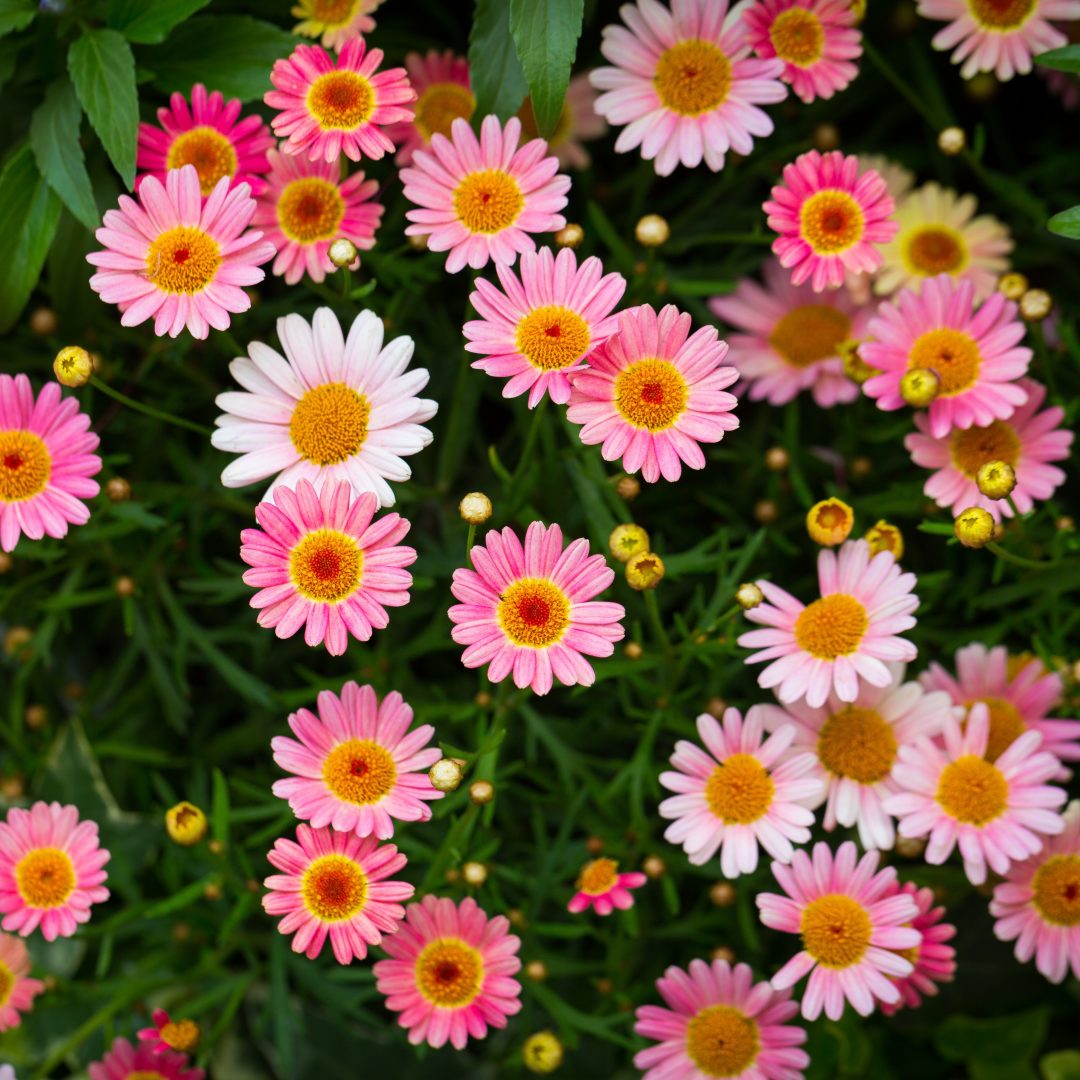 A beautiful high angle shot of pink Marguerite Daisies in a garden under the sunlight